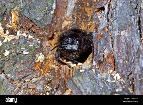 Violet carpenter bee (Xylocopa violacea), nest in a tree trunk Stock Photo: 86042824 - Alamy