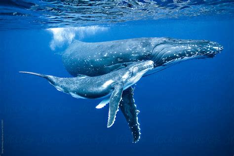 "Swimming With Humpback Whale Mon And Calf" by Stocksy Contributor ...