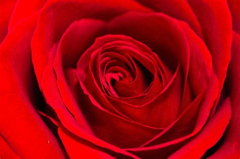 Red Rose - Background Free Stock Photo - Public Domain Pictures