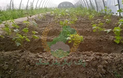 The Next 10 Years of Tunnel Farming in Pakistan PakAgriFarming PakAgriFarming