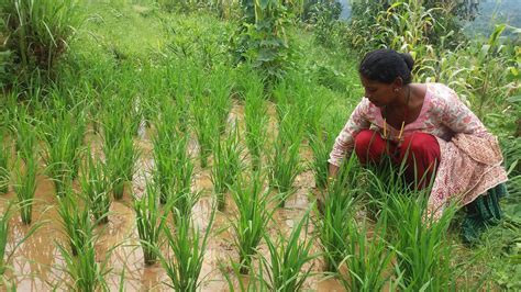 SRI: A new technique is helping Nepal farmers produce more rice with ...