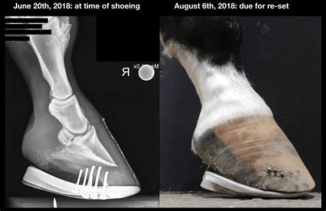 Before and After Hoof Results Using the EasyShoe Flex - EasyCare Hoof Boot News