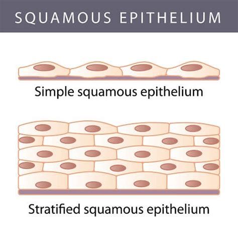 Epithelial Cells - The Definitive Guide - Biology Dictionary