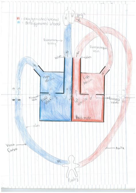 Heart box-diagram - Body systems