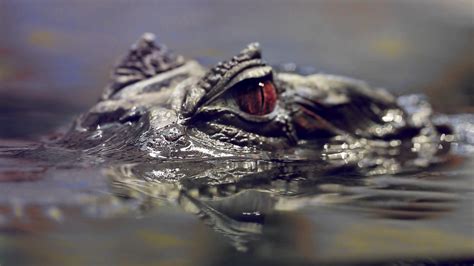 Alligator In Water Close Up Stock Footage SBV-329016495 - Storyblocks