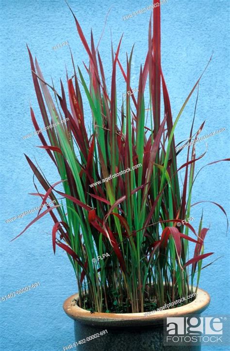 Red Baron Japanese Blood Grass