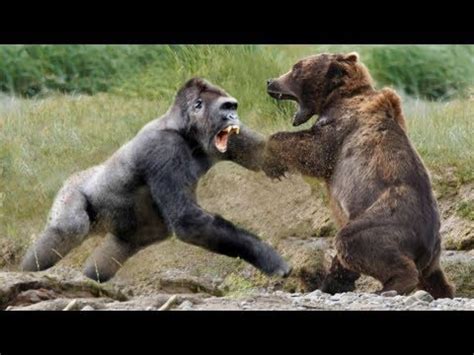 BEAR VS GORILLA - YouTube