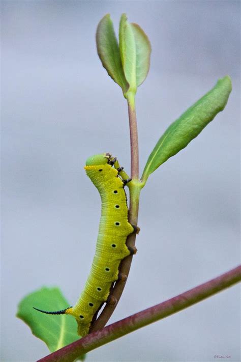 Hummingbird Clearwing Moth Caterpillar Photograph by Kristin Hatt - Fine Art America