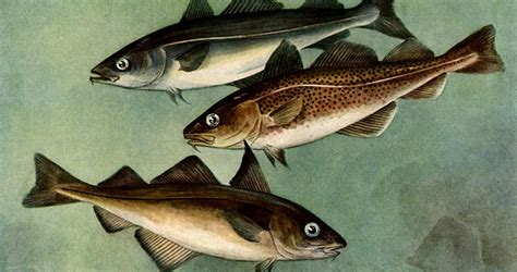 What is Scrod? | The Legend of the Sacred Cod - Yankee Magazine