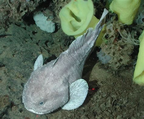 In Defense of the Blobfish: The 'World's Ugliest Animal' Is Our Fault | Smithsonian