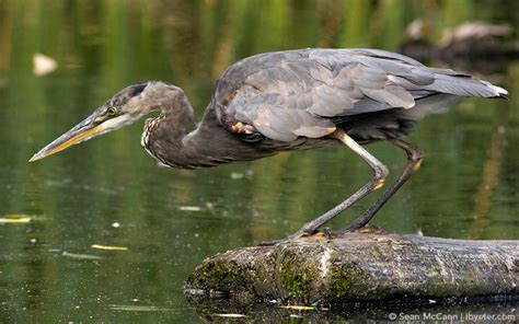 Wading Birds – The Waterbird Society