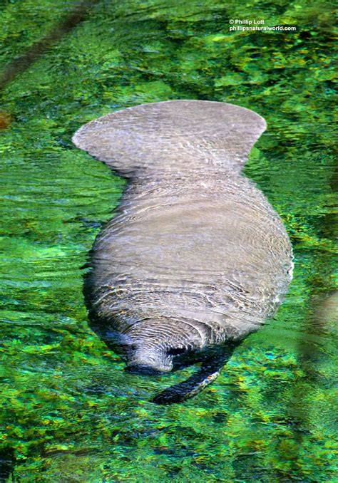 238 Florida Manatees - Phillip's Natural World