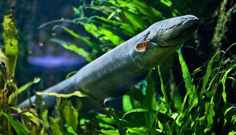 To measure shock, biologist dunks arm in electric eel tank - Futurity