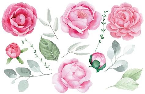 watercolor drawing, set of peony flowers, roses and eucalyptus leaves ...