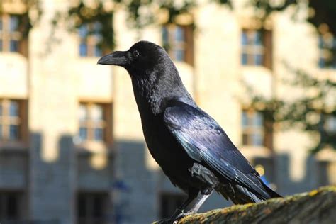 The Tower Of London's Ravens Are So Bored That They're In Danger Of ...