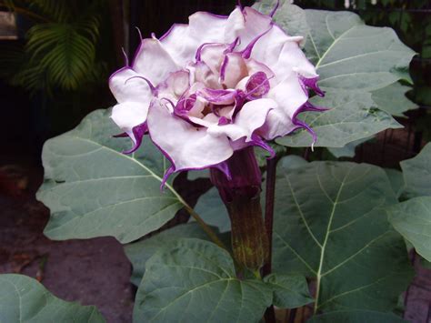 The Plant Princess: Double Purple Datura