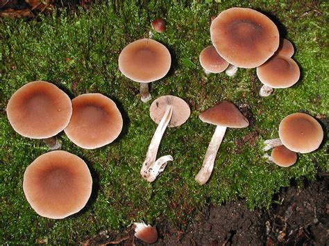 Fungus Gallery :: Psathyrella :: AAAA2907