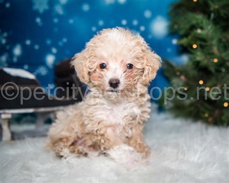 Miniature Poodle - Pet City Pet Shops