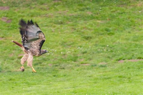 KM SNAPS: A Hawk Swipes a Gopher