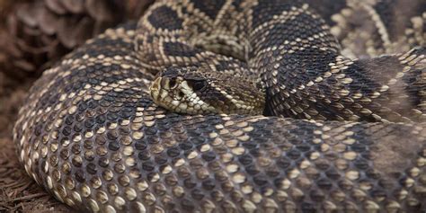 Eastern diamondback rattlesnake | Smithsonian's National Zoo and Conservation Biology Institute