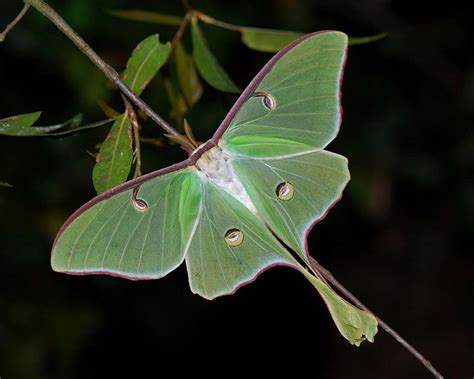 What Do Moths Eat? A Look at Their Menu - Animal Hype