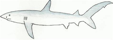 Blue Shark Drawing by thedarklordbee on DeviantArt