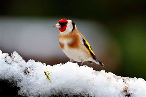 Goldfinch in winter snow by Martin Lawrence