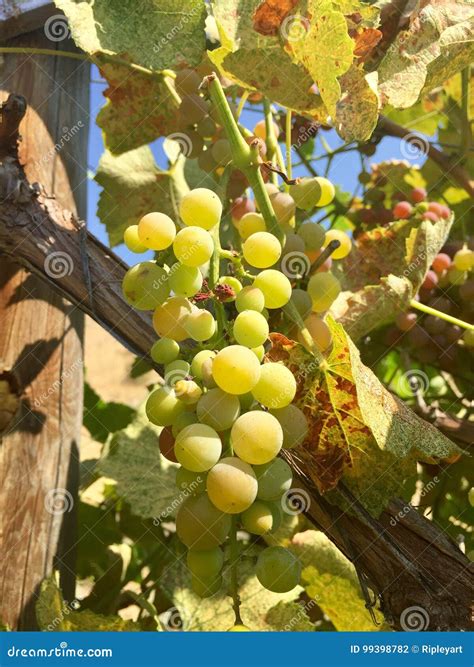 Wine Grapes in Washington State Stock Photo - Image of grapes, washington: 99398782