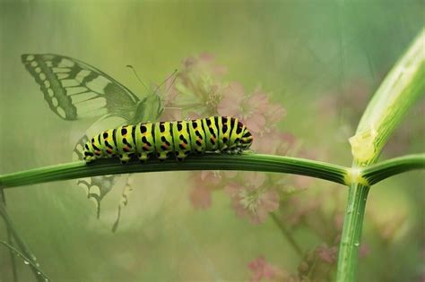 How to identify and protect your garden from Caterpillars | CityGreens ...