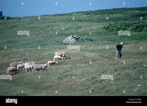 Bringing in tethered sheep, Island of Ushant, Brittany, France Stock Photo - Alamy