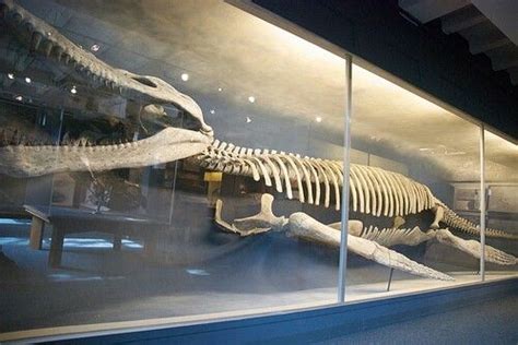 A huge pliosaur skeleton - Kronosaurus | Dinosaur fossils, Ancient animals, Palaeontology