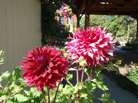 Horticulture Gardens Today: Giant Dahlia