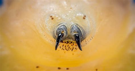 What Is A Botfly Larvae? Learn About Nature's Most Disturbing Parasite