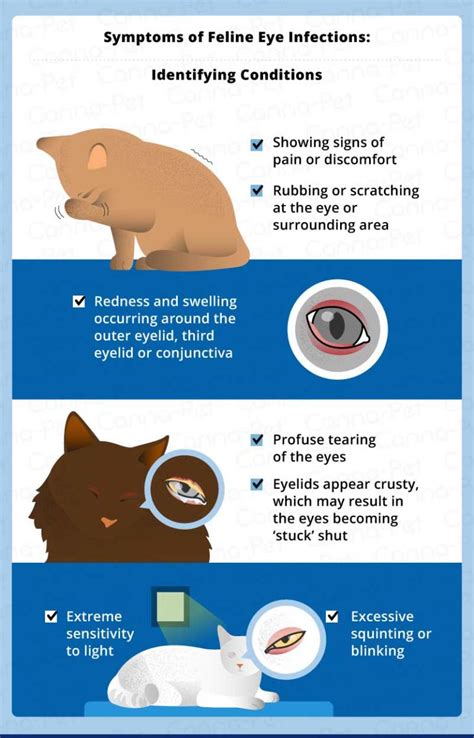 Cat Eye Infection: Recognize the Signs | Canna-Pet