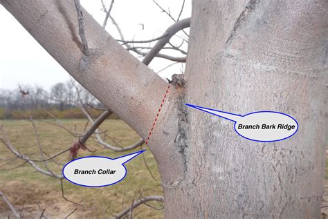 Branch component identification for better pruning cuts