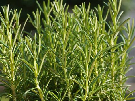 5 Plants That Look Like Rosemary - FallsGarden