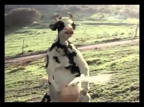 YouTube Kung Pow funny cow fight mp4 | Cows funny, Kung pow, Pow