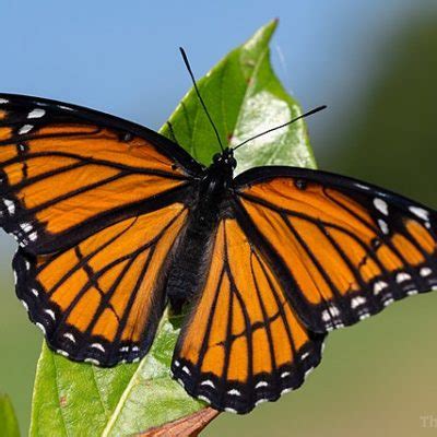 Butterfly Identification Quiz - Young Nature Explorers