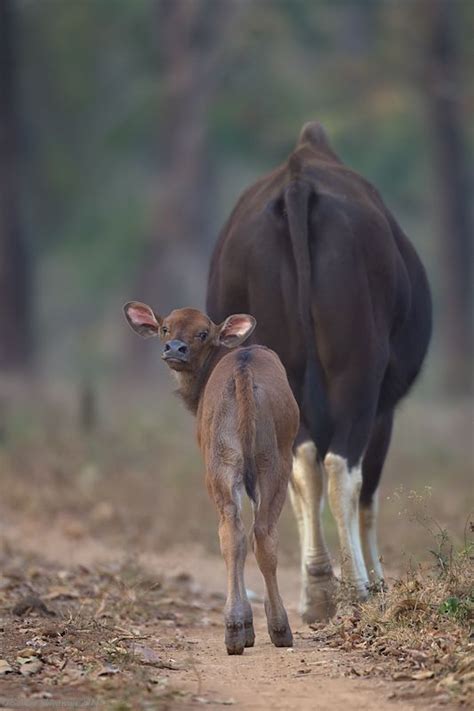 Pin on A LITTLE BIT COUNTRY