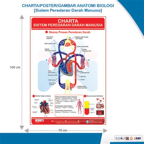 Jual CHARTA/GAMBAR/POSTER SISTEM PEREDARAN DARAH MANUSIA - Kab ...