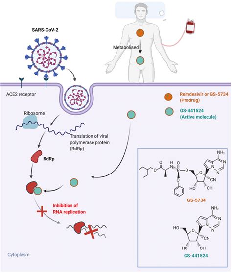 Mechanism of action explanation of drug Remdesivir against Covid 19.... | Download Scientific ...