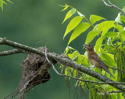 Blue Grosbeak making nest | Philip | Flickr