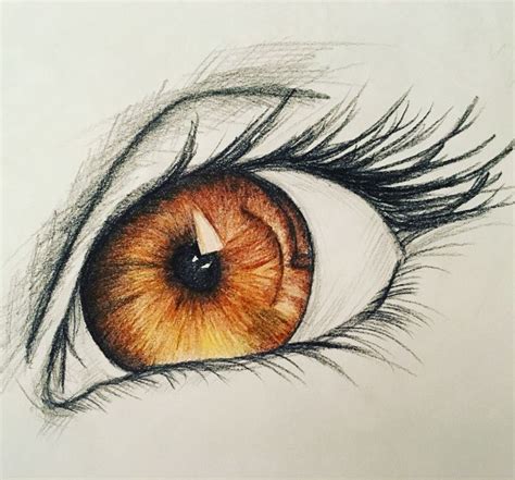 Brown Eyes | Cool pencil drawings, Drawing artwork, Eye sketch