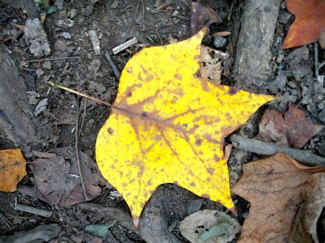 Hike the Joyce Kilmer Memorial Forest | Backroad Planet