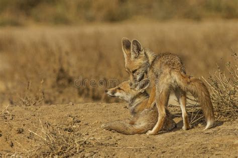 Desert Fox Pups stock image. Image of desertfox, india - 57395359