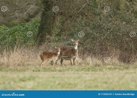 A Beautiful Female Axis Deer, Cervus Axis, with Her Cute Fawn Feeding ...