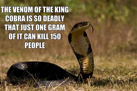 21 Random Facts You Probably Didn't Know - Funny Gallery | eBaum's World