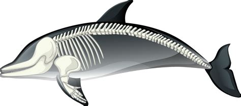 Skeleton anatomy of dolphin isolated on white background 2091909 Vector Art at Vecteezy