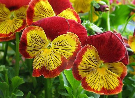 Violas: Plant Care and Collection of Varieties - Garden.org