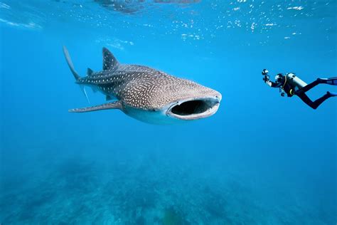 Top Reasons To Dive The Seychelles - DeeperBlue.com